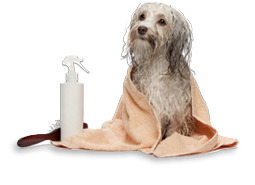 dog bath activities